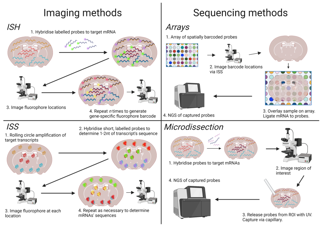 Spatial Transcriptomics | Notes